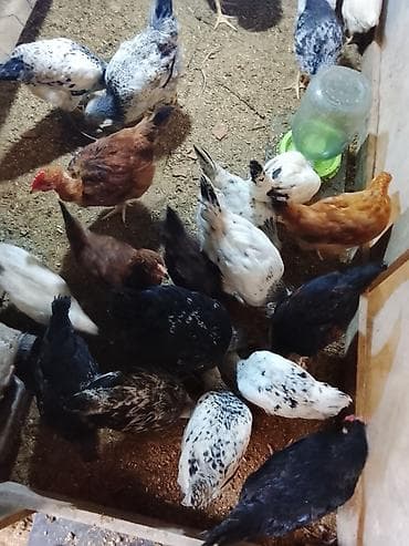 Yemlər: Toyuq, Ətlik — 6