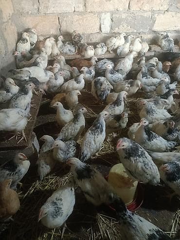 Сельхоз птицы: Куриные цыплята, Для мяса, Самовывоз — 10