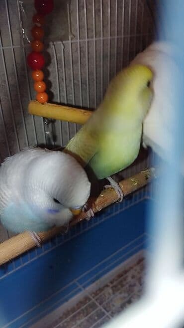 Daşıma çantaları: Məhsul: Sevda cücələri (nimfa/paraket – dalmatin, ağ, sarı-yaşıl və — 4