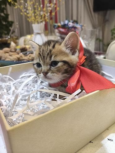 1 azn pişik: Britan, Erkək, Ödənişli çatdırılma — 3