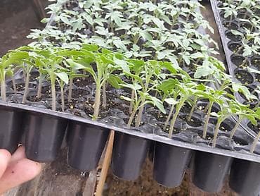 pamidor şitili: Istixana üçün mahitos F1 şitili var 🌱🍅 *Məhsulun qısa təsviri* Rəng — 1