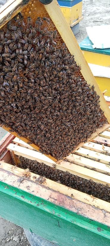 hinduşka satışı: 30 yeşi̇k sağlam ari ai̇ləsi̇ satilir karni̇ka və bakfast — 1