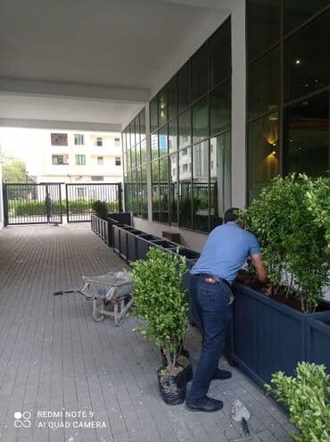 dibçek gulleri: Dibçək güldanlar. Dipçəklər bir başa sexdən.Sex qiymətinə. ♦️Endrim — 5