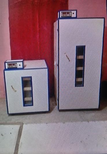 keçi sağma aparatı: İnkubator 1000 yumurtalıq zakasla yigilir tam afdamat isdeyeyir unvan — 1