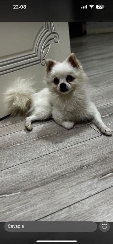 отдам в хорошие руки маленькую собачку: Шпиц, 7 месяцев, Самец, С прививками, Самовывоз — 1