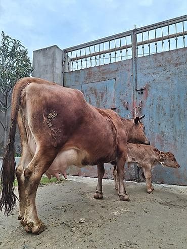 tap az sudluk inəklər: 15 litir süd verir 5 gündü doğub balası erkəydi — 4