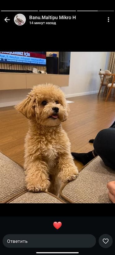 İtlər: Malti-Pu (Maltipoo) balaları erkek ve dişi Ata və ana 4 kq - Cins — 8