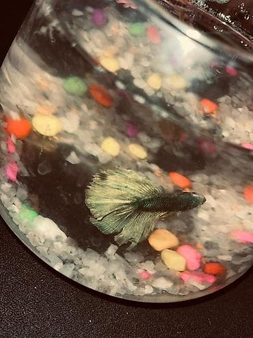 Betta (Petuşok balığı), Sülhsevər