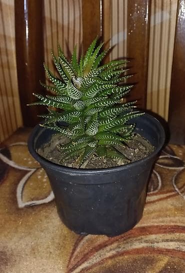 qara qizilgul satisi: Haworthia fasciata (zebra sukulent) – qara plastik dibçəkdə - — 2