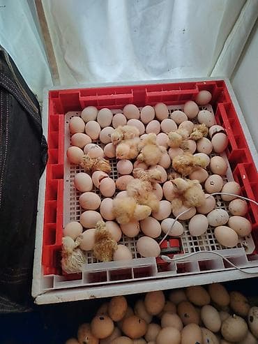 alisa home tekstil: Məhsul: Təmiz kənd təsərrüfatı yumurtaları və yeni çıxmış cücələr — 6