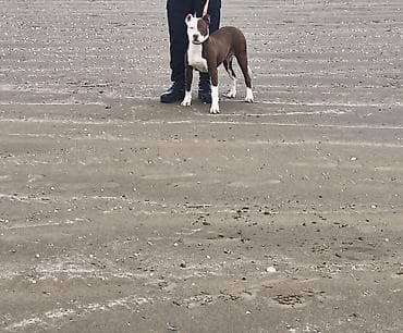 Pitbul, 9 ay, Dişi, Ödənişli çatdırılma
