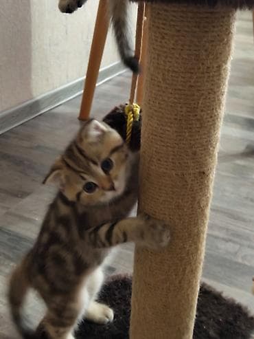 pişim: Britan — 9