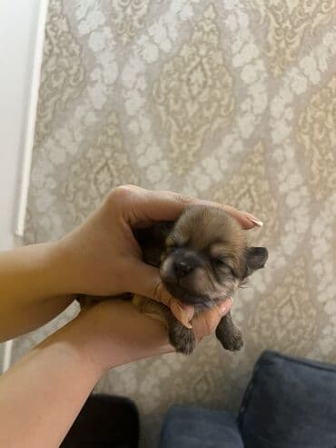 Gəmiricilər: Miniatür balaca it balaları - Cins: kiçik ölçülü dekorativ toy tip — 2