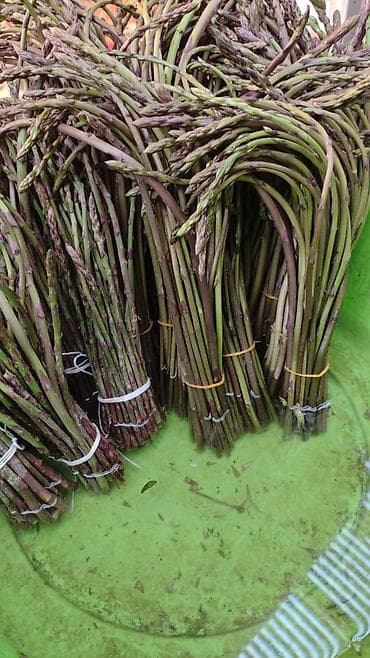 pomidor turşusu: Məhsul: Yabanı qulançar (asparagus) dəstələri Təsvir: - Yığım — 2