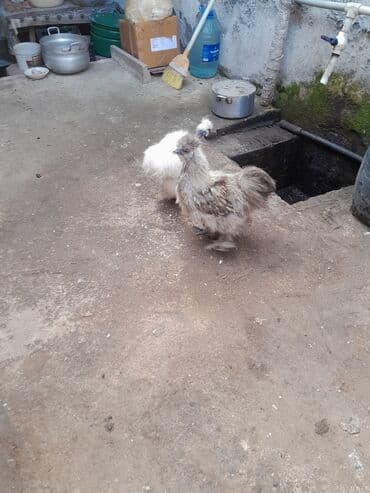 Toyuq, Damazlıq, Ödənişli çatdırılma — 10