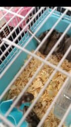 клетки для кроликов: Ağ boz qara cırtdan hamster Qəfəslə birlikdə - Növ — 3