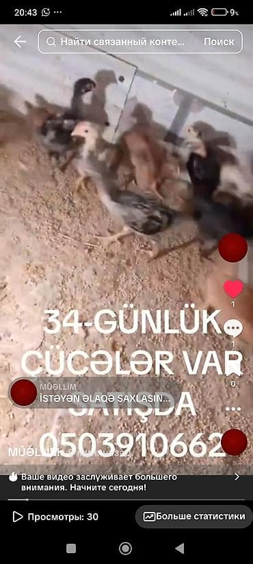 Toyuq cücələri, Ətlik