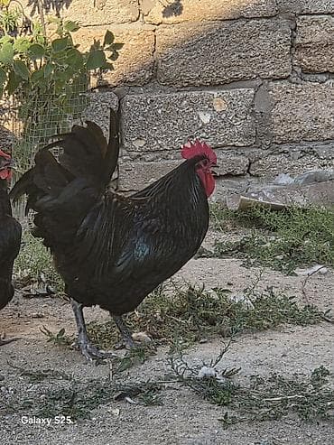 avstrolop xoruz: CİNS BRAMA TOYUGU İLƏ BARTER OLUNUR AVSTRALOP 8 AYLIG TAM SAGLAM — 5