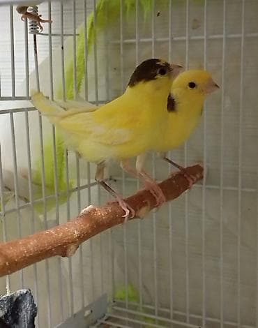 Məhsul: Sarı kanareyalar biri yüz manat Təsvir: - Parlaq sarı lələk