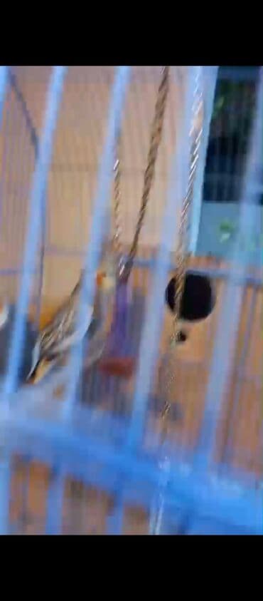 xamyak yuvası: Məhsul: Nimfa tutuquşları (cüt) Təsvir: - Kafesdə bir cüt nimfa — 9