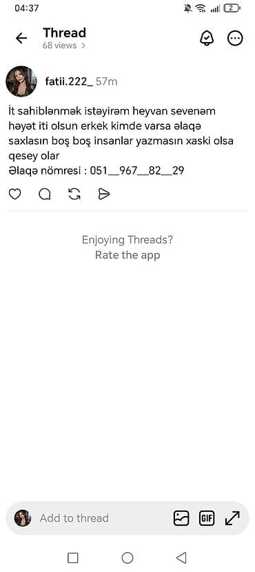 haski balasi satilir: Xaski, Erkek — 1