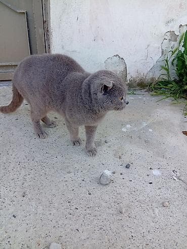 Şotland yastı qulaq