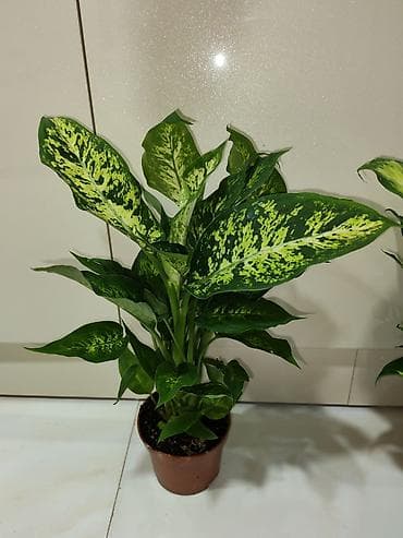 qab gulleri: Otaq bitkiləri – dekorativ saksı kolleksiyası Tərkib: - Dracaena — 2