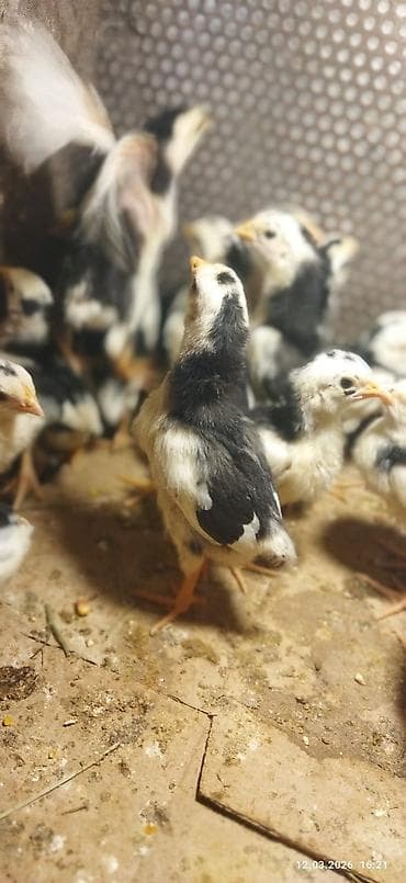 cat: Toyuq cücələri, Damazlıq, Rayonlara çatdırılma, Ünvandan götürmə, Pulsuz çatdırılma — 5