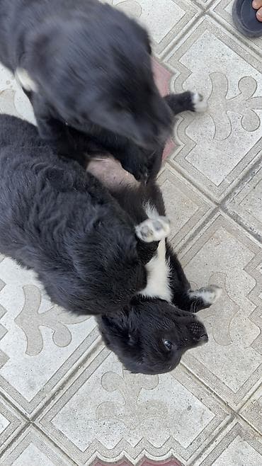 zvanok it satilir: Labrador Retriver 12.04.26 dogulublar qurd dermanlari verilib dişi — 4