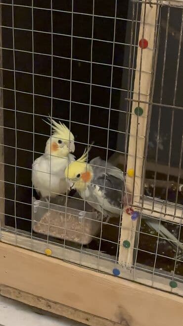 Другие животные: Hazır cüt quşlardı Erkəy ele gelir,elden yem yeyir,başını sığalladır — 4
