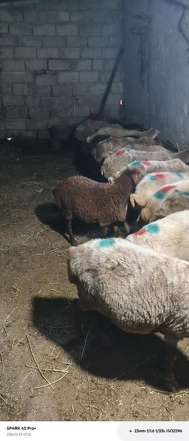 bal şəkli: Erkək, il: 3, 40 kq, Ətlik, Ünvandan götürmə — 7