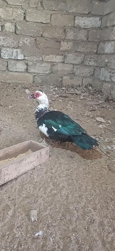 ordekler: Erkək, | Lal ördək, Ətlik — 3