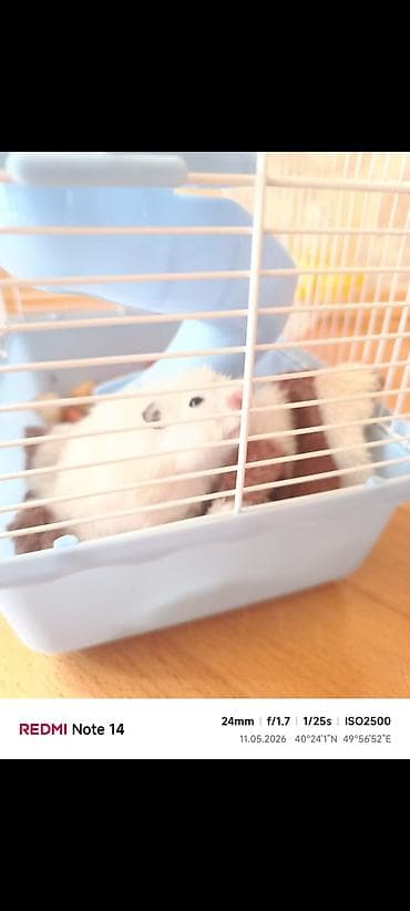 Hamster üçün iki mərtəbəli qəfəs hamsterle birlikde satilir - Rəng