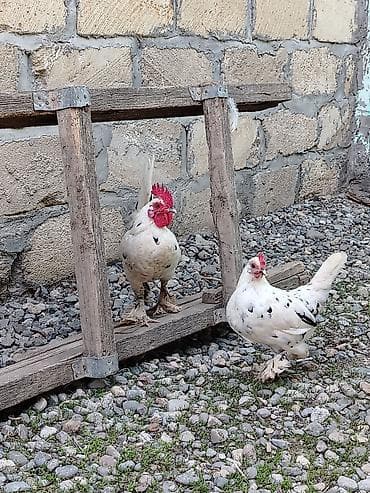 Gəmiricilər: Toyuq, Damazlıq — 7