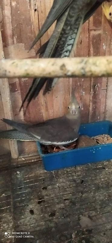 kirpi satisi: Salam. Karella adi ile taninmis olan quslar satilir'yaslari 1ay 15 — 6