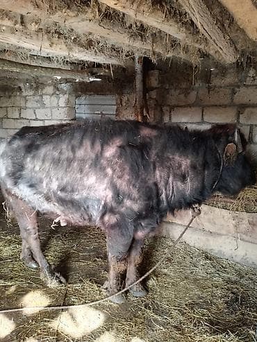 Erkək, il: 3, 300 kq, Damazlıq, Ətlik