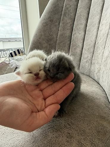 pisik cutlesme: Britan — 4