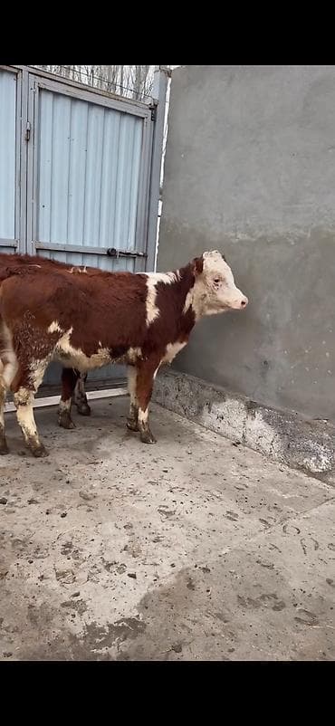 Heyvanlar üçün mallar: Məhsul: Simmental tipli dana cütlüyü - Rəng: qırmızı-ağ ləkəli, açıq — 3
