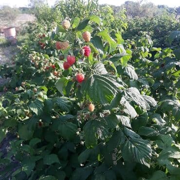 купить красную икру в баку: Xarci sort isdenilen sort malina tingleri var ekilen ili məsul verir — 3