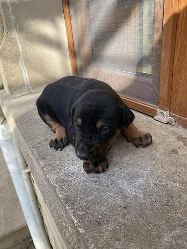 it satisi gence: Doberman, 1 ay, Dişi — 4