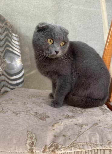 heyvan geyimleri: Şotland, Dişi, Yaxşı əllərə, Ünvandan götürmə — 1