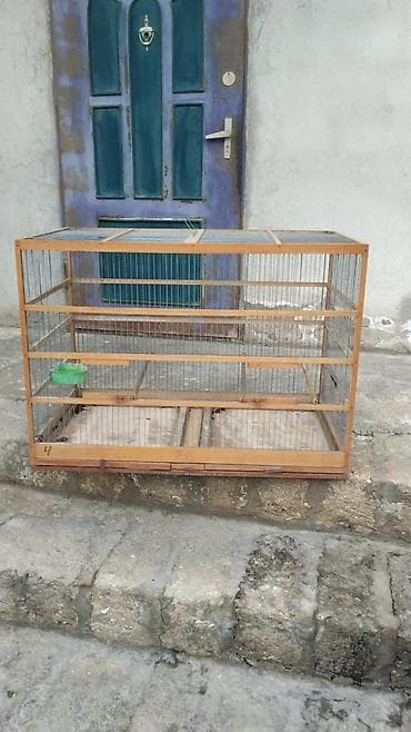 Dovşan toyux cuce qefesi 100 azndi satisda 50 manata verirem 20 gun lalafo.az -da Dovşan toyux cuce qefesi 100 azndi satisda 50 manata verirem 20 gun