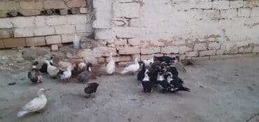 kayuqa ordek: Erkək, | Lal ördək, Ətlik — 2