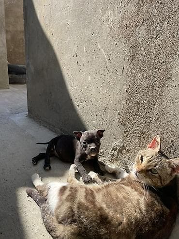 ov tiri satilir: 1 ay, Erkek, Peyvəndli, Ödənişli çatdırılma — 2