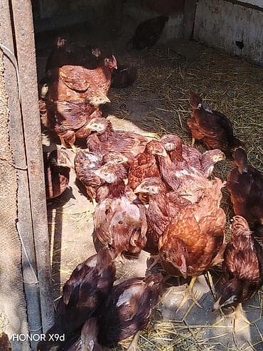 karella qus: Şəkildə gördüyünüz 50 günlük çolpalar satılır 29 ədədi çoxu xoruzu — 1