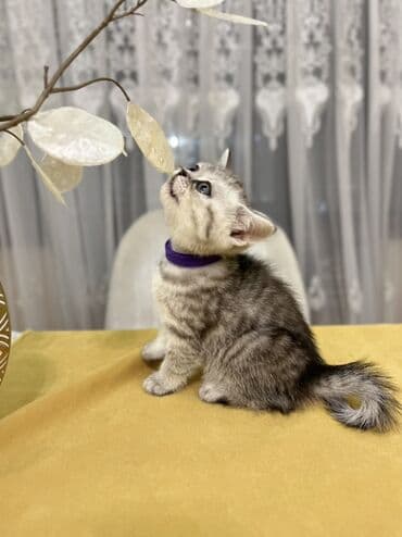 pişik şəkili: Şotland, Erkək, Dişi, Ünvandan götürmə — 10