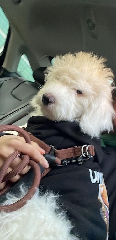 Грызуны: Пудель, 3 годa, Самец, С прививками — 1