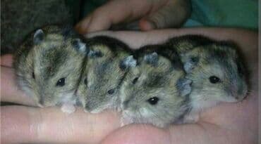 Lincoln: Pulsuz Bala dovsanxamyak ve deniz donuzu svinka isteyirem bashqa — 4