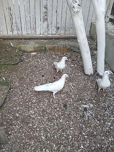 Göyərçinlər: Köm wekildekiler analaridi.balalar satiwdadi boyuk quw yox — 8