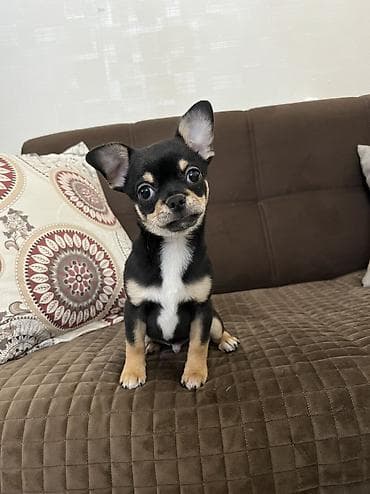 alpin teke: Çixuahua, 3 ay, Erkek, Peyvəndli, Ödənişli çatdırılma — 7